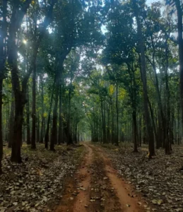 exploring the hidden wonders of similipal reserve forest 884x1024