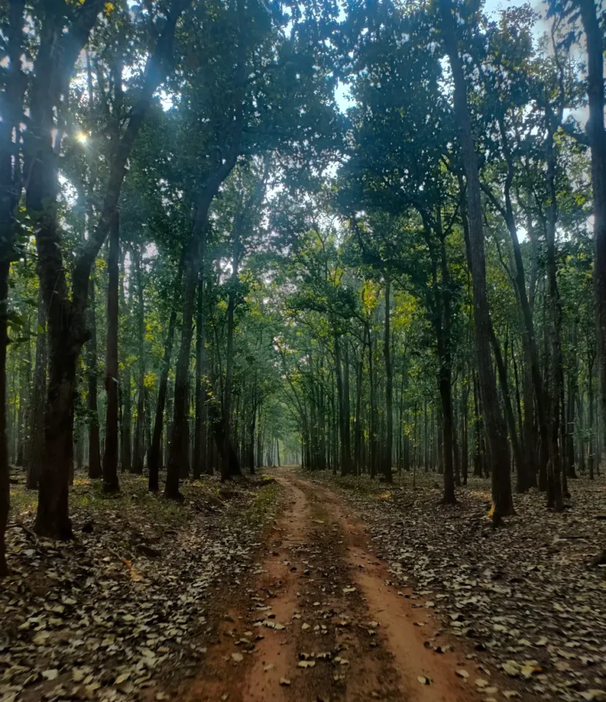 exploring the hidden wonders of similipal reserve forest 884x1024